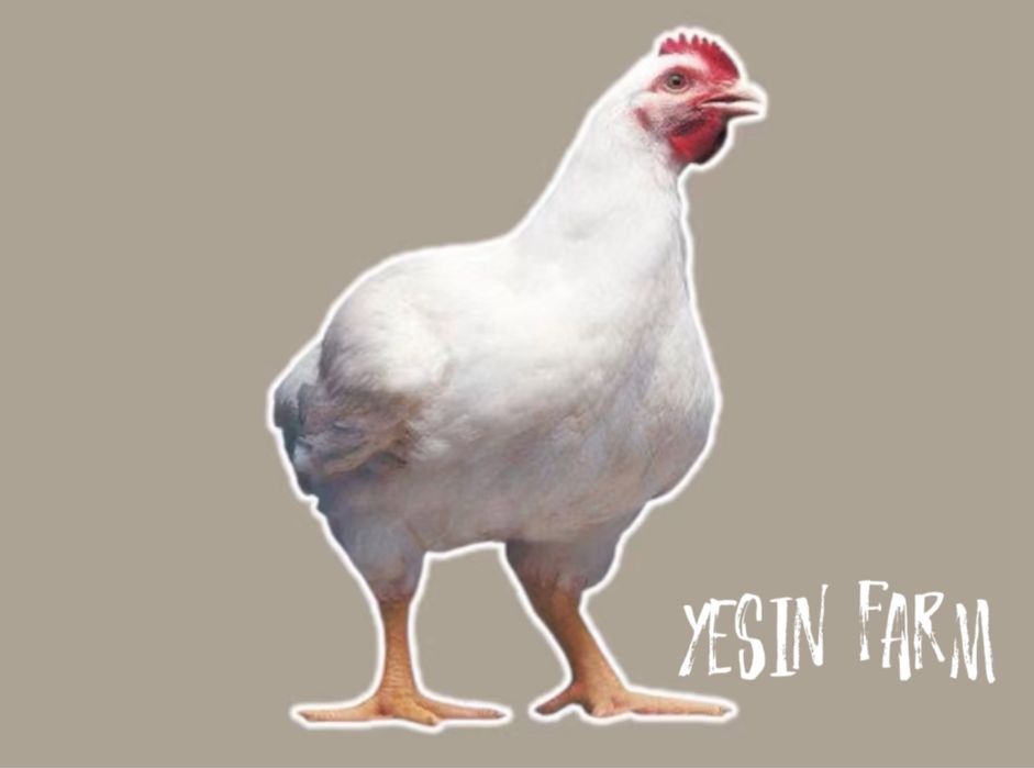 Бройлерные яйца инкубационные РОСС 308 — здоровые цыплята