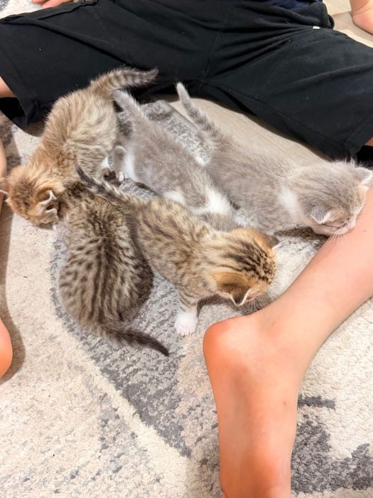 Породистые котята