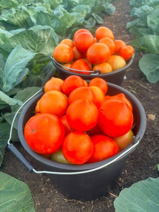 Продам домашние помидоры и огурцы