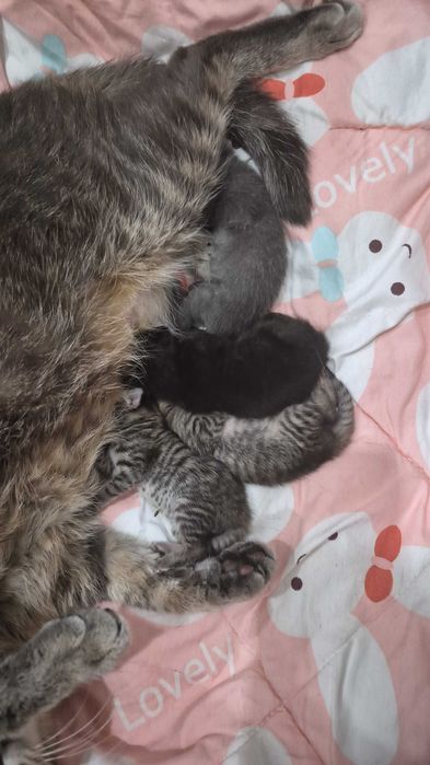 Котята красивые ,умные