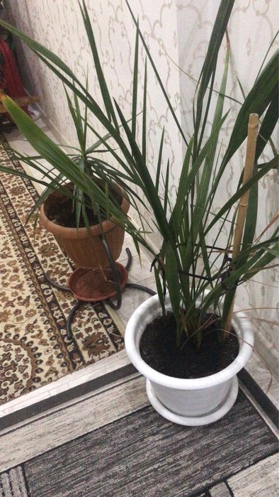 Продам домашние цветы