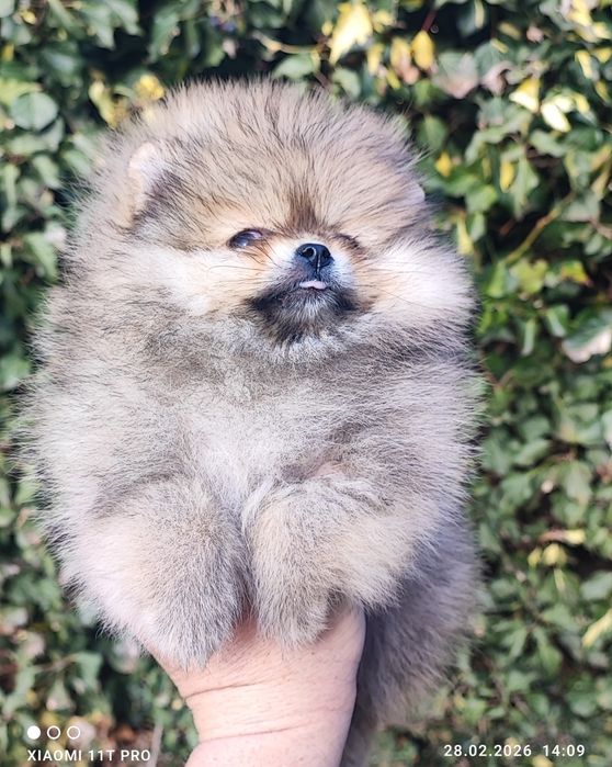 Померан,померанче