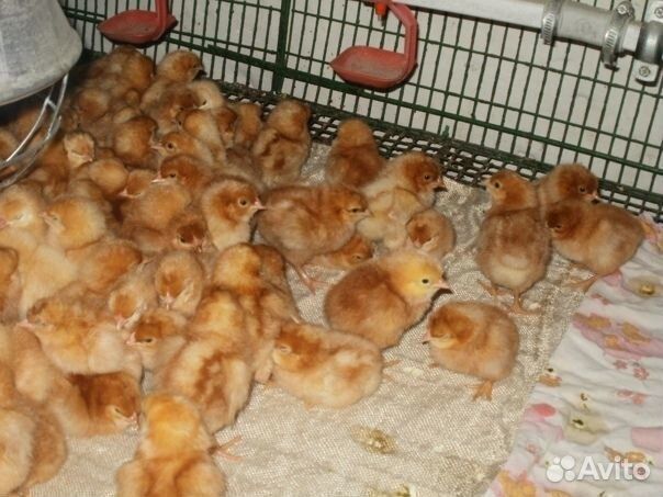 Цыплята  несушки суточные