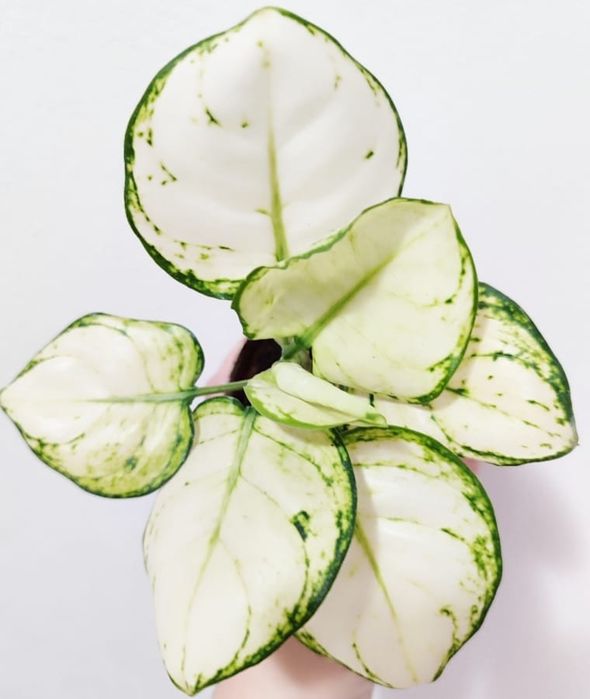 Аглаонемы разных сортов