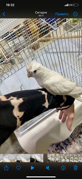 Домашняя передержка собак с выгулом + (экзоты, попугаи, грызуны)