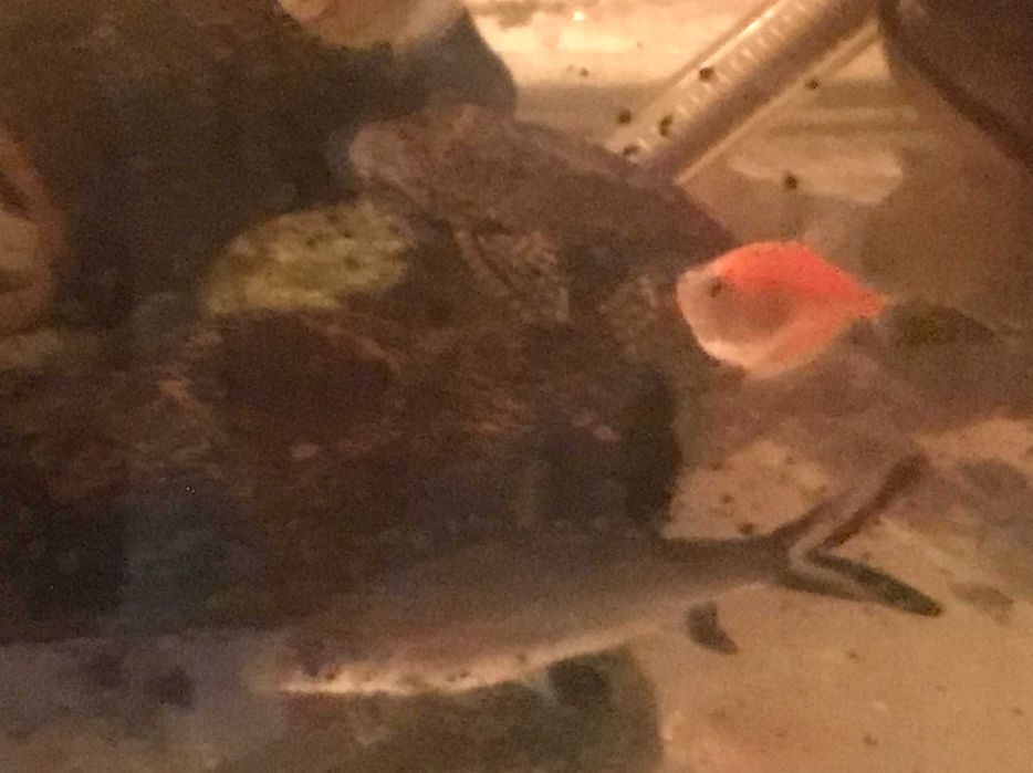 риб Silver Shark голяма