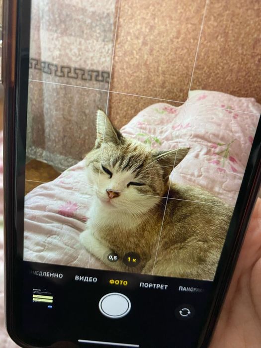 Отдам ласковую кошечку в самые добрые руки