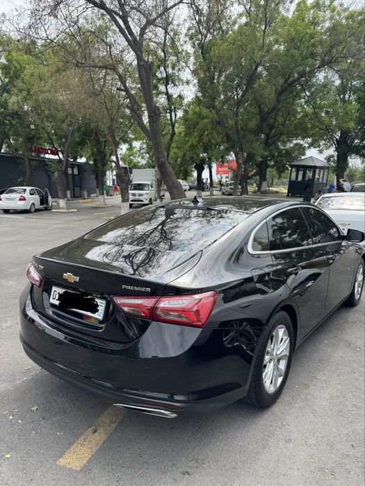 Malibu premier tozza-2021