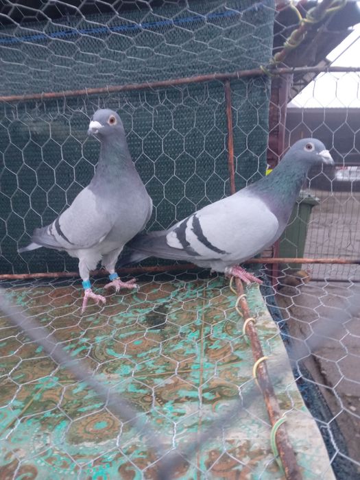 De vanzare porumbei voiajor