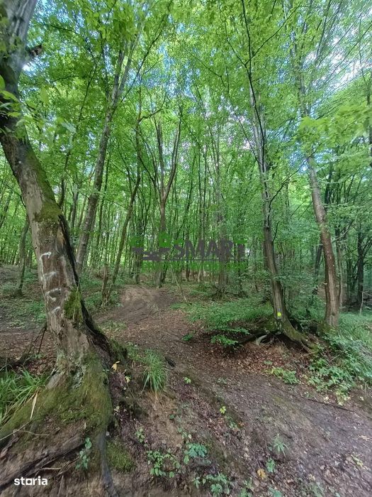 Teren-Padure de Vanzare Zona Valea Borcutului