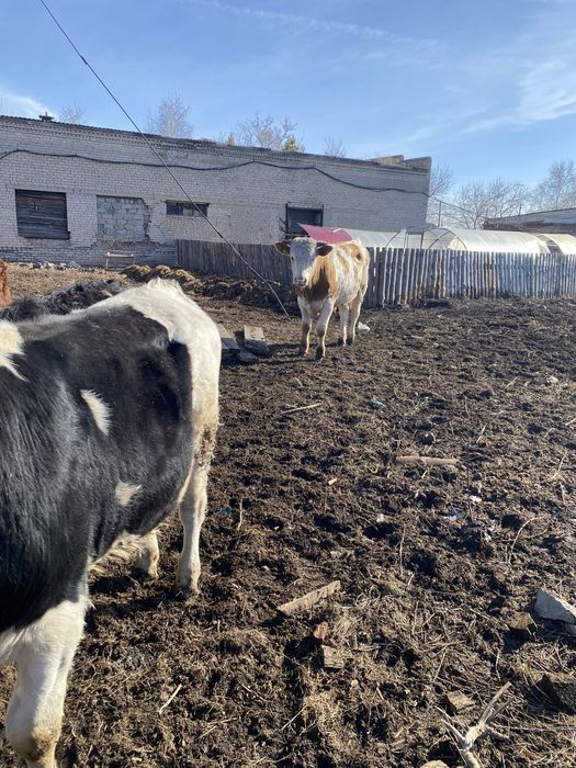 Продам быков на мясо/ на племя