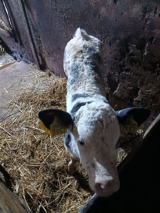 Vițel belgian de vânzare!