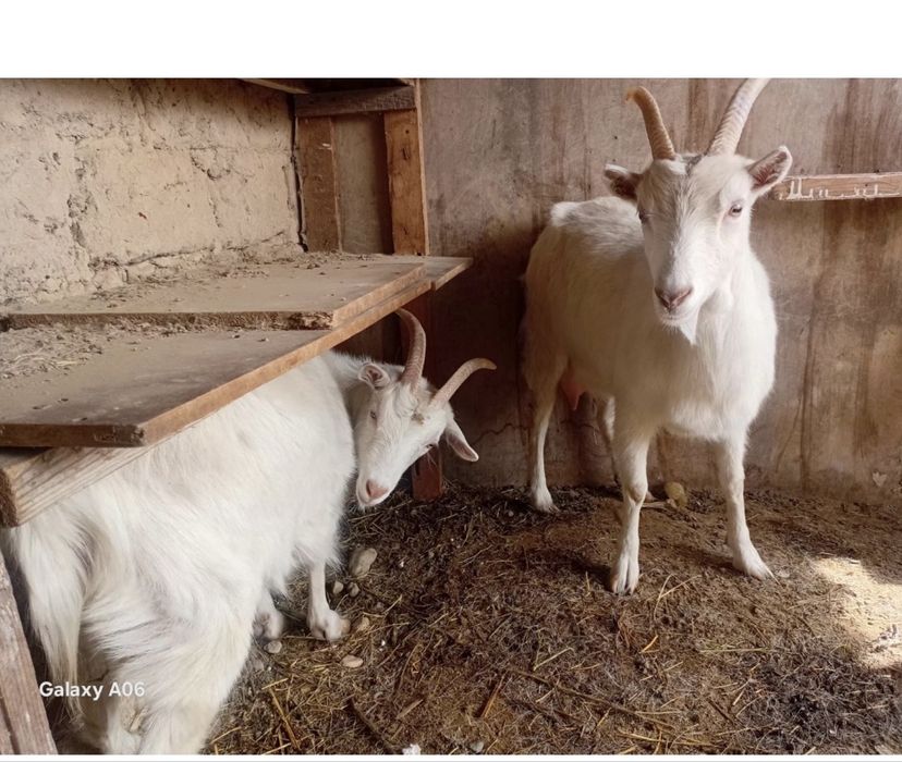 Залини Улица центральный 41