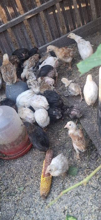 Vand pui de găină de țară