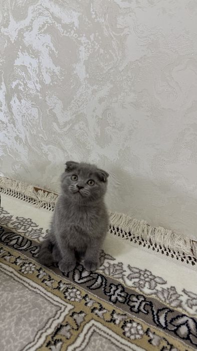 Scottish fold 2 oylik