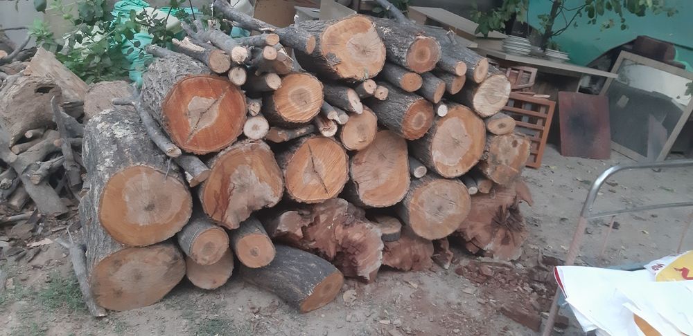 O'rik o'tinlar quruq 30,35 sm yorilgan dastafka bor labo