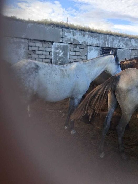 Продам кобылу 5 летку