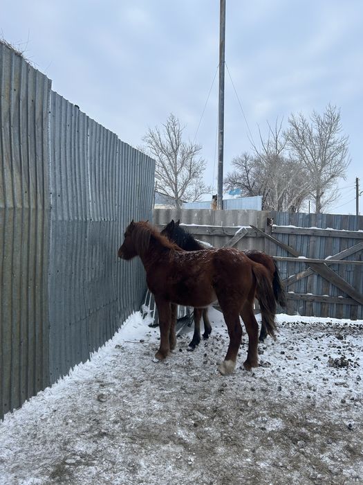 Продаю лошадей.