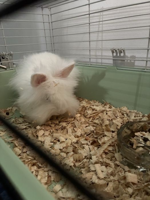 Vand iepuraș rasă pitică