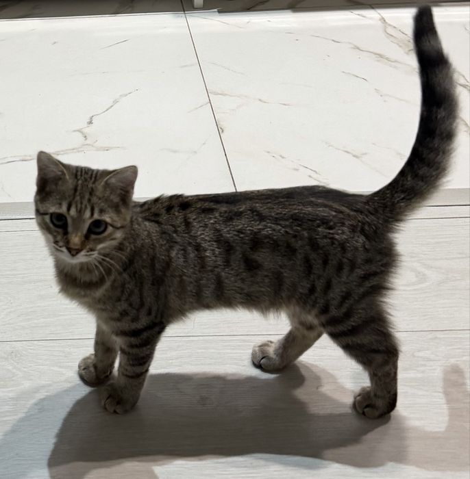 Котенок в добрые руки!