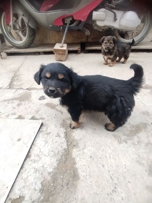 Щенки Звоночки. Бесплатно.