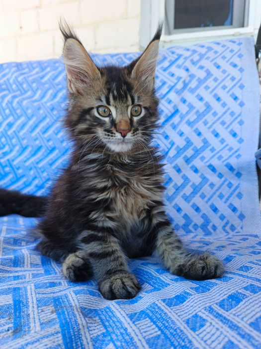 Мейн Кун котятки