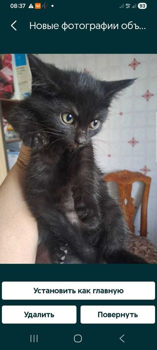 2 Черных котят в добрые руки!
