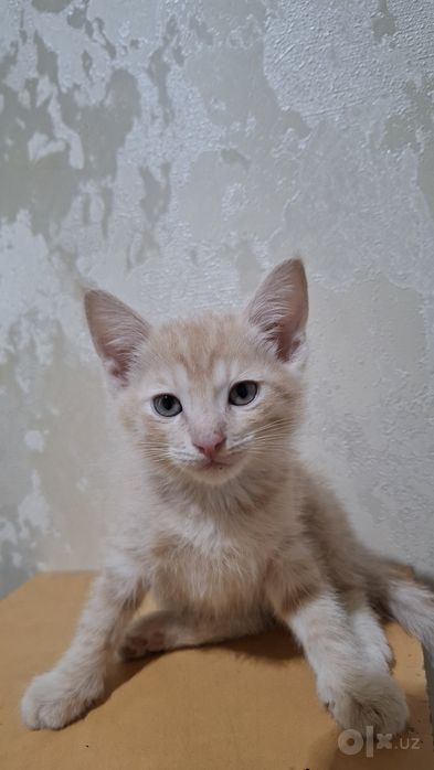 Котята домашние в добрые ручки