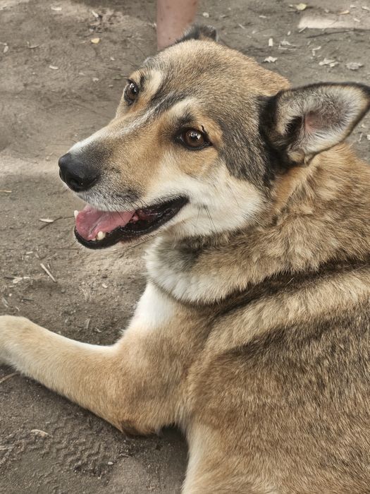 Собака ищет дом.