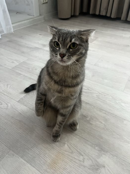 Отдам в хорошие руки