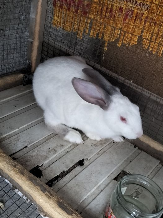 Quyon sotiladi hikol