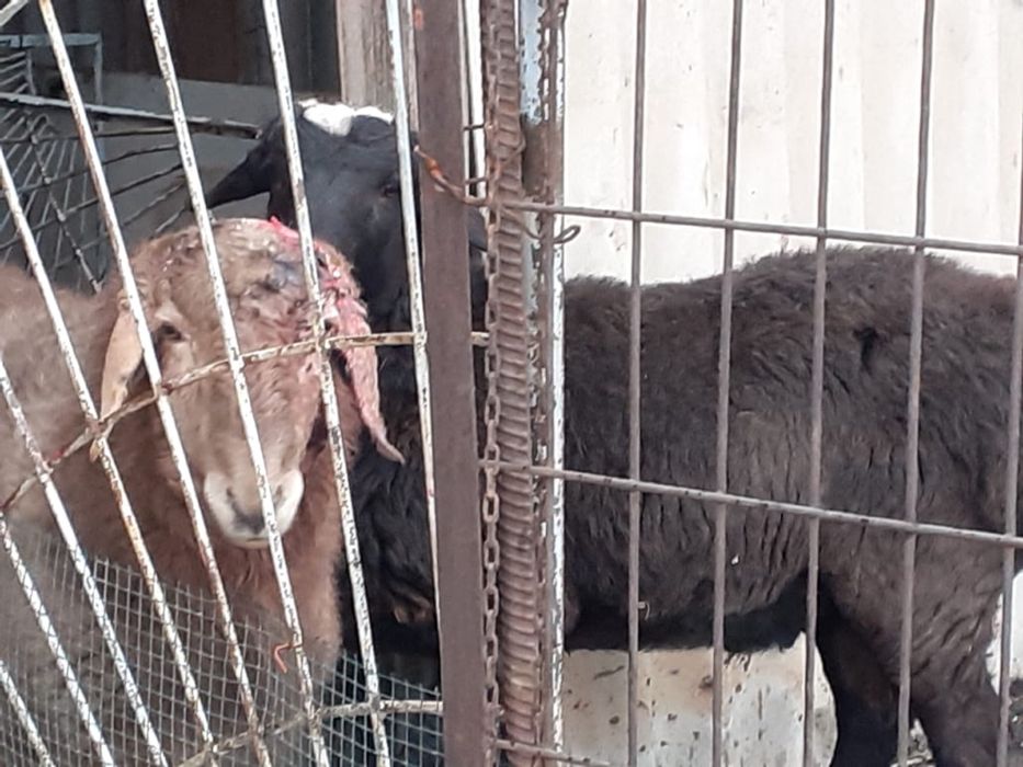 Продам кочкар каскелен