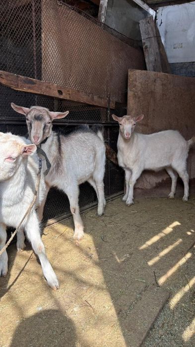 Козел коза козлик коз козочка