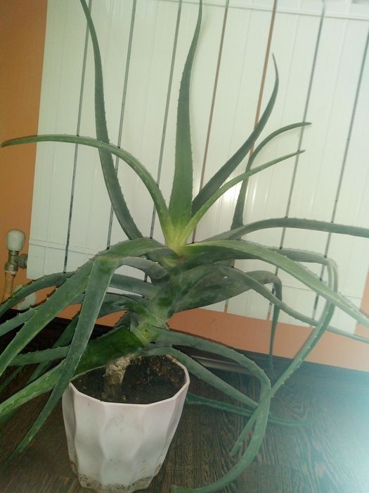 Коледниче,исусов венец,кротон,бамбук,дървовидно алое,красула,сенсевиер