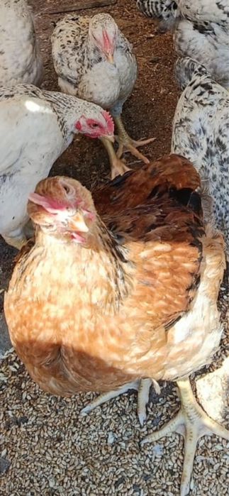 Gaini ,puici si cocosi rasa monaco , gat golas , kabir , ouatoare , curcubeu