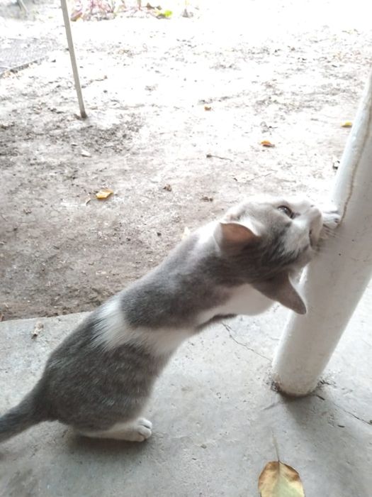 Подарю котят игривых