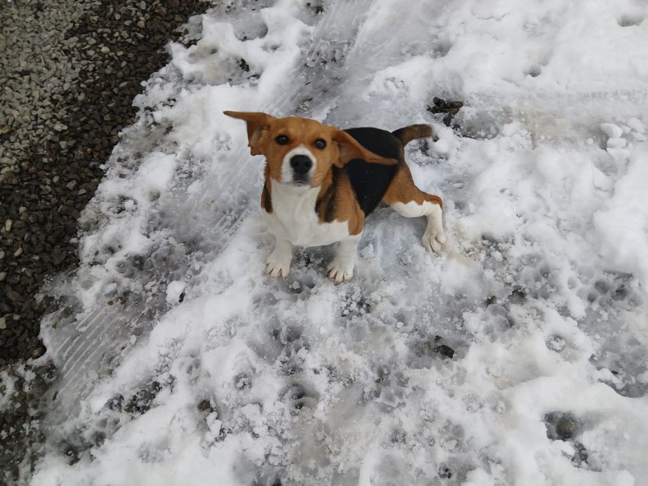 Catelusa mulți color