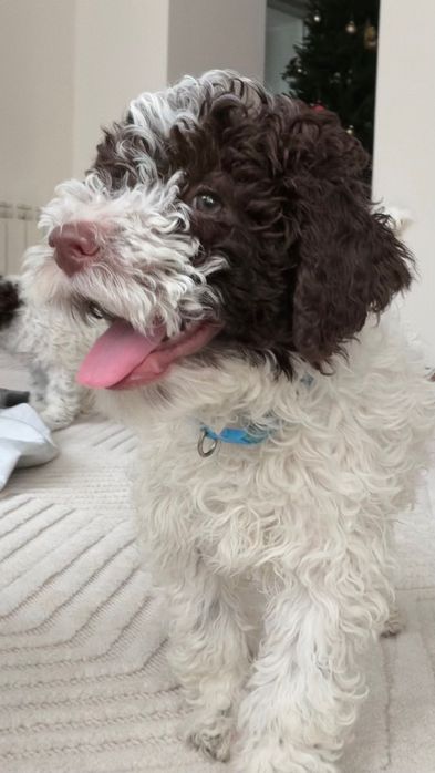 Щенки Lagotto Romagnolo, почти 3 месяца, FCI, European bloodlines