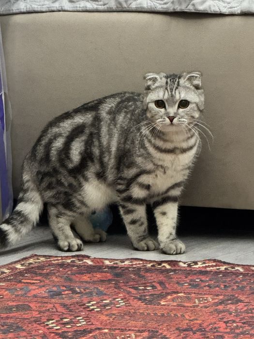 кошка породистая Шотландская