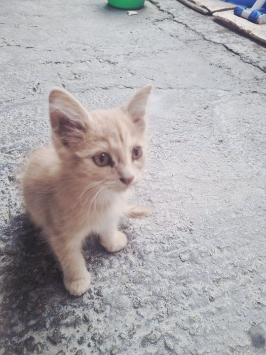 Мальчик котёнок бесплатно