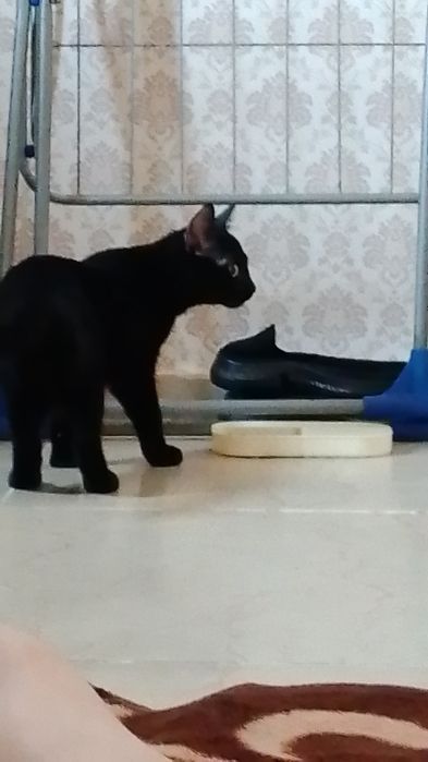 Кошка 6-7 месецев