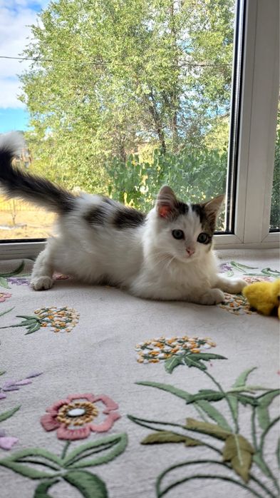 Котенок ищет дом