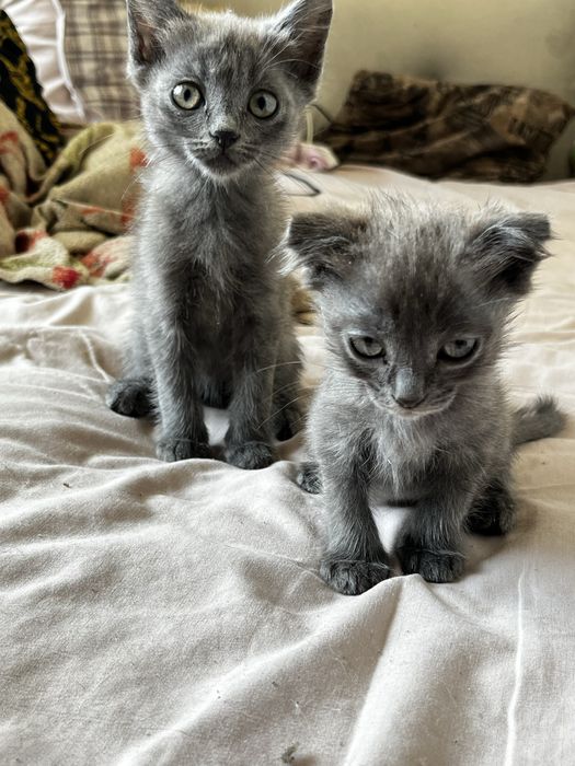 Продам красивых котят