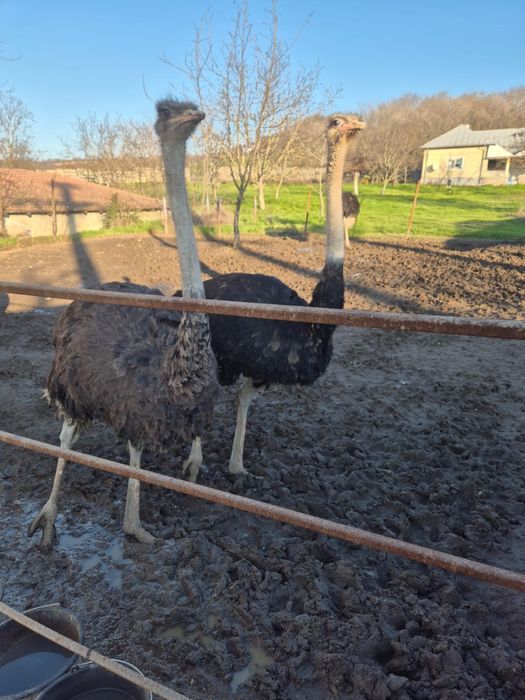 Vand struti 1 an si 4 luni