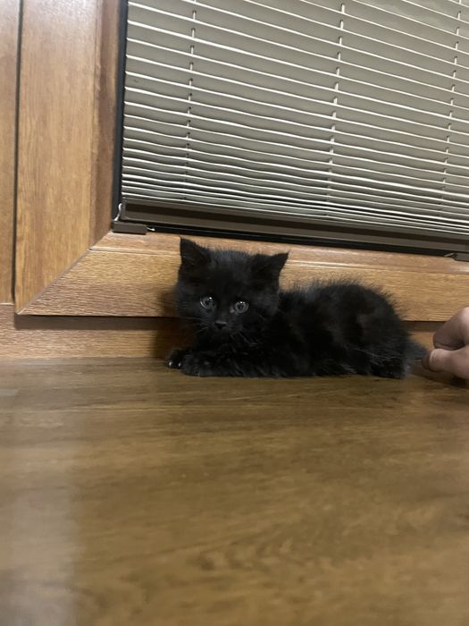 Котёнок девочка ччёрного света