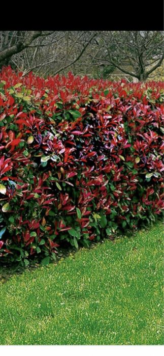 Gard din photinia red robin si plante