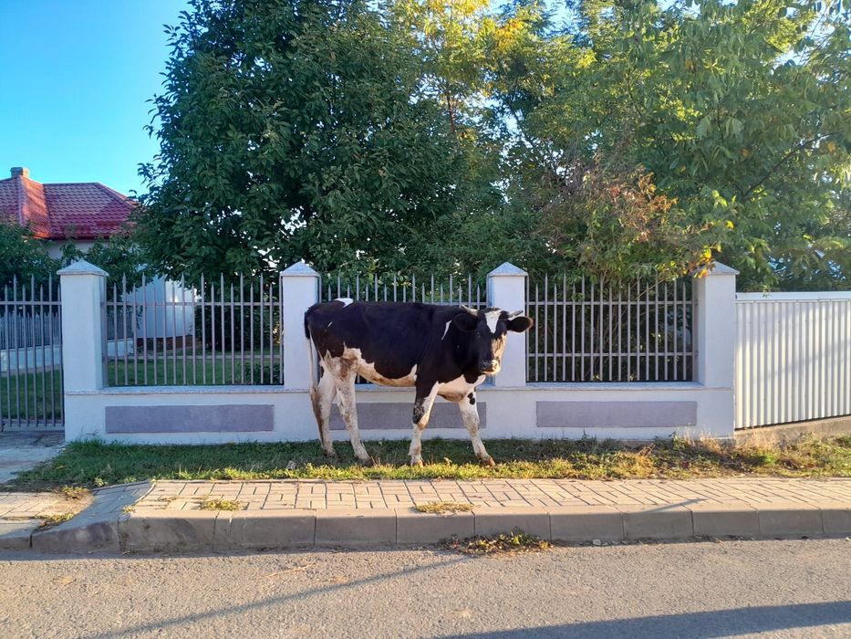 Vițică de 1 an și 6 luni