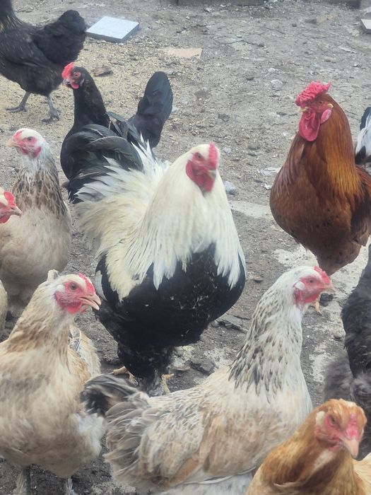 Продам домашних петухов