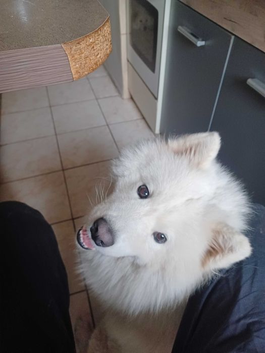 Donez catel rasa Samoyed metis