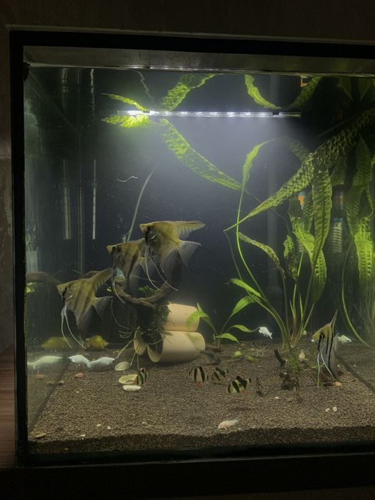 Аквариумный рыбки